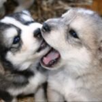 28国际:新兴市场国家的崛起与国际格局 3h0920yi9