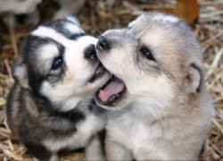 28国际:新兴市场国家的崛起与国际格局 28国际:新兴市场国家的崛起与国际格局