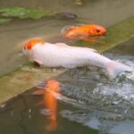 28国际与人权保护:面临的挑战与机遇 8tznnq9syv