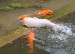 28国际与人权保护:面临的挑战与机遇 28国际与人权保护:面临的挑战与机遇