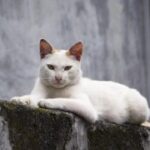 28国际:提升国际竞争力的创新驱动策略 ut4wp